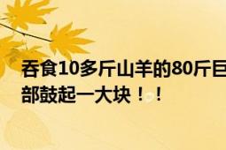 吞食10多斤山羊的80斤巨蟒已被收容 蟒蛇赖在羊圈消食腹部鼓起一大块！！