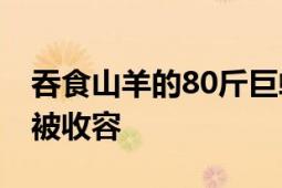 吞食山羊的80斤巨蟒已被收容 林业部门：已被收容