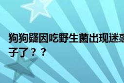 狗狗疑因吃野生菌出现迷惑行为 狗狗：我的手怎么变成狗爪子了？？