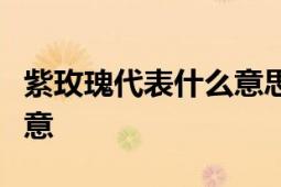 紫玫瑰代表什么意思？解读花语背后的情感寓意