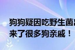 狗狗疑因吃野生菌出现迷惑行为 网友：感觉来了很多狗亲戚！