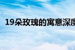 19朵玫瑰的寓意深度解析：代表什么意思？