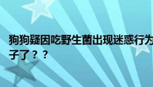 狗狗疑因吃野生菌出现迷惑行为 狗狗：我的手怎么变成狗爪子了？？