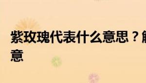 紫玫瑰代表什么意思？解读花语背后的情感寓意