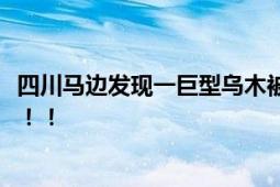 四川马边发现一巨型乌木被暂扣 由镇政府和派出所一起保管！！