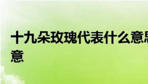 十九朵玫瑰代表什么意思？花语解析与情感寓意