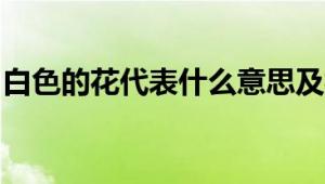 白色的花代表什么意思及相关象征和文化内涵