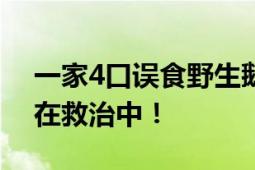 一家4口误食野生鹅膏菌中毒1人身亡 3人仍在救治中！