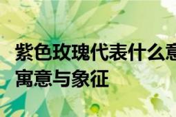 紫色玫瑰代表什么意思？深度解读紫色玫瑰的寓意与象征