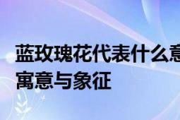 蓝玫瑰花代表什么意思？深度解读蓝色玫瑰的寓意与象征