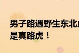 男子路遇野生东北虎直呼运气真好 网友：这是真路虎！