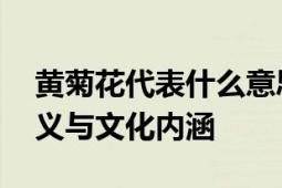 黄菊花代表什么意思？ 探寻黄菊花的象征意义与文化内涵