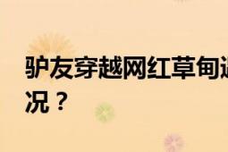 驴友穿越网红草甸遇雷击1死1伤 具体什么情况？