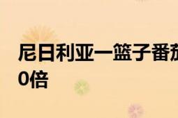 尼日利亚一篮子番茄需336元 价格是以前的20倍