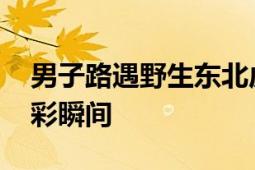 男子路遇野生东北虎直呼运气真好 记录下精彩瞬间