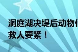 洞庭湖决堤后动物们水中求生 尝试无果 只能救人要紧！