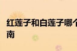 红莲子和白莲子哪个更好：全面比较与选择指南