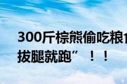 300斤棕熊偷吃粮食被卡进塑料桶 被救后“拔腿就跑”！！