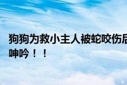 狗狗为救小主人被蛇咬伤后刨坑等死 浑身发抖不时吐血低声呻吟！！