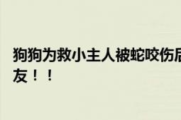 狗狗为救小主人被蛇咬伤后刨坑等死 网友：人类最忠诚的朋友！！