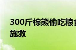 300斤棕熊偷吃粮食被卡进塑料桶 警民联手施救