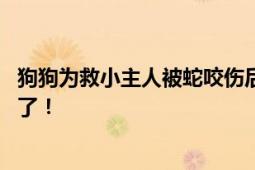 狗狗为救小主人被蛇咬伤后刨坑等死 主人：三天治疗救回来了！