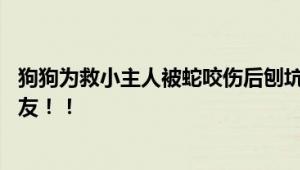 狗狗为救小主人被蛇咬伤后刨坑等死 网友：人类最忠诚的朋友！！