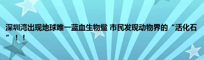 深圳湾出现地球唯一蓝血生物鲎 市民发现动物界的“活化石”！！